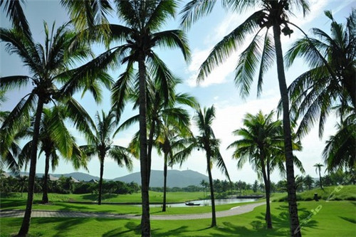 公社生产队牛乳茶